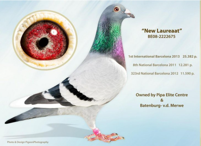 Burggraaf Global Marathon European Pigeon site